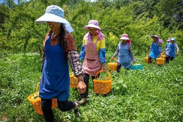 贵州省黔东南苗族侗族自治州施秉县最新通告:所有人员封城/施秉县疫情防控电话