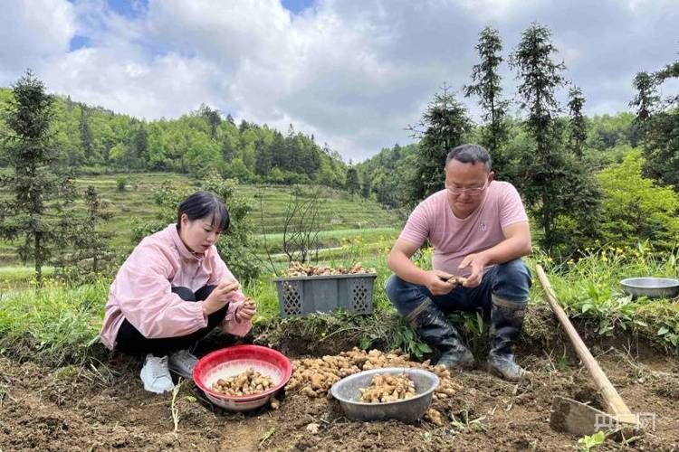 贵州省黔东南苗族侗族自治州麻江县新增20例阳性感染者,涉及辽宁省大连市庄河市的简单介绍