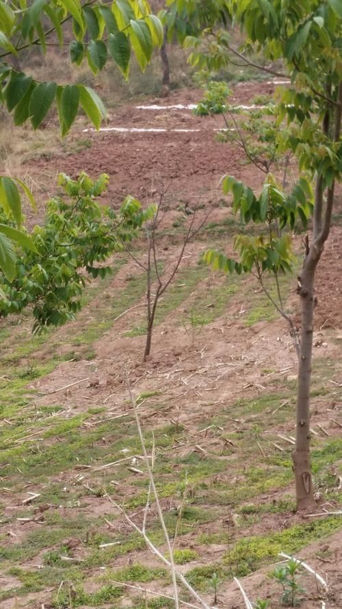 包含云南省大理白族自治州巍山彝族回族自治县通报17例死亡病例详情的词条