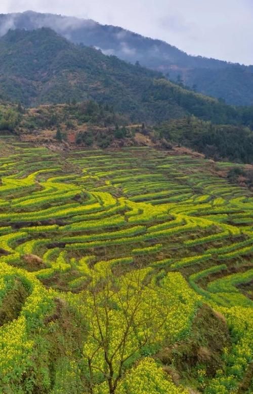婺源县疫情还在新增吗今天_婺源县新型冠状病毒最新消息