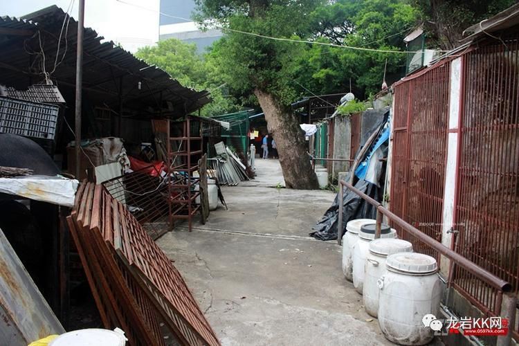 【福建龙岩解封区境外输入详情_福建龙岩有没有封城】