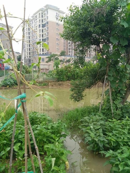 江西省宜春市樟树市今日新增感染趋势反弹/宜春樟树市是哪个省