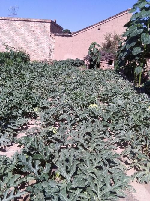  甘肃省天水市甘谷县有什么疫情地区:甘肃天水甘谷疫情最新消息14人