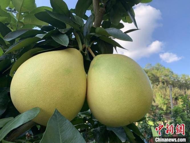 广东梅州大埔县疫情最新实数据/梅州大埔疫情最新消息