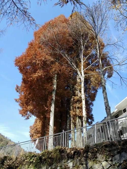 预计今冬兴山县二次疫情反弹_兴山县最新消息