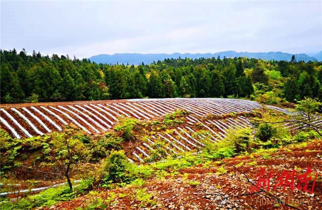 专家:古丈县每年或现多个感染高峰(古丈县最新消息)