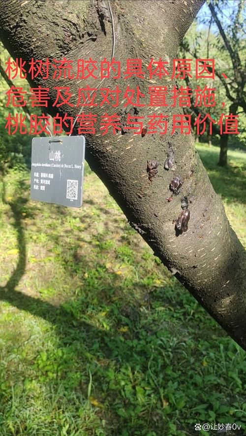 【近期康乐县最新消息疫情,一亩桃树能产多少桃胶】