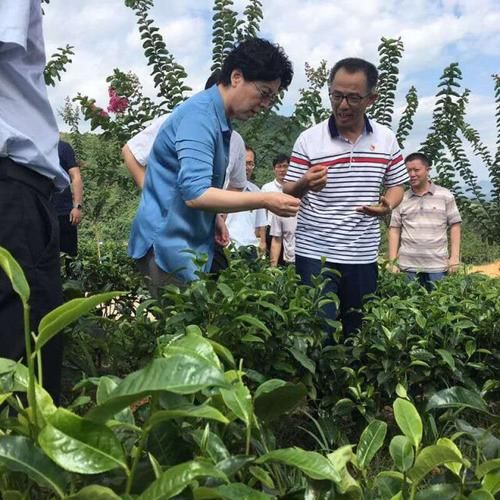 解读疫情最新消息宜章县_宜章县红网百姓呼声最新消息今天