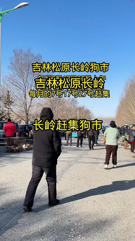 今日吉林省松原市吉林松原经济开发区疫情最新/吉林松原狗市最新视频