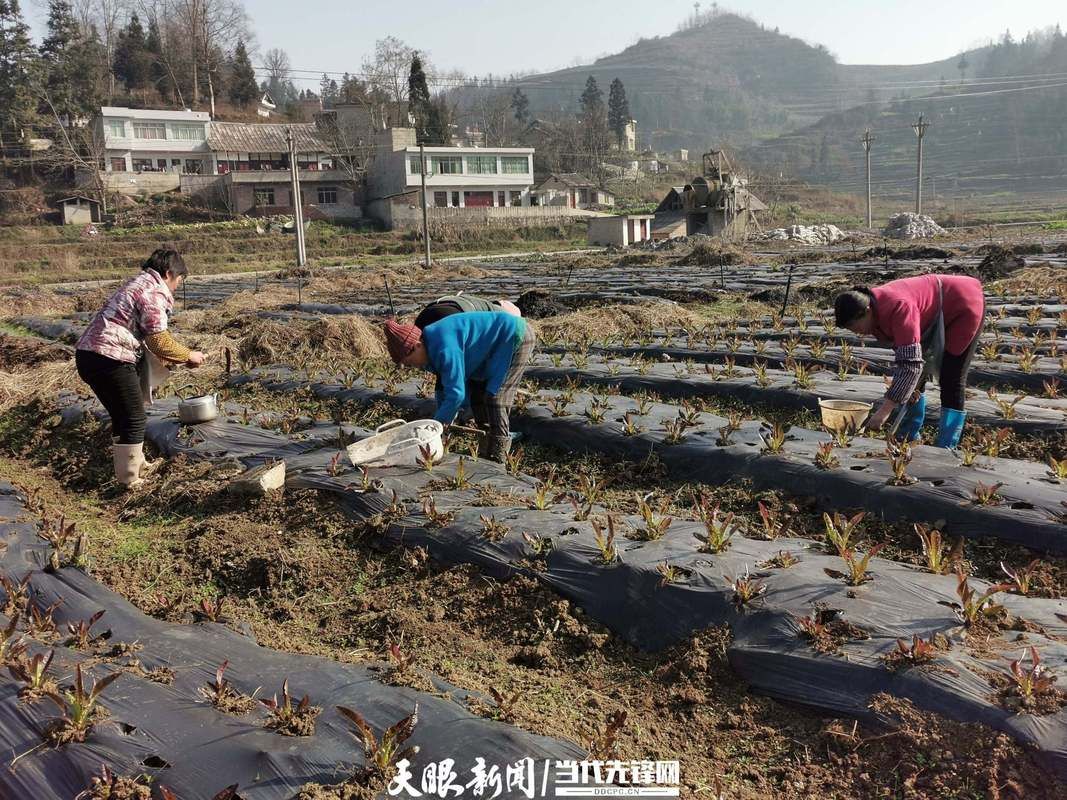 查找最新疫情贵州省毕节市织金县/贵州省毕节市织金县以那镇