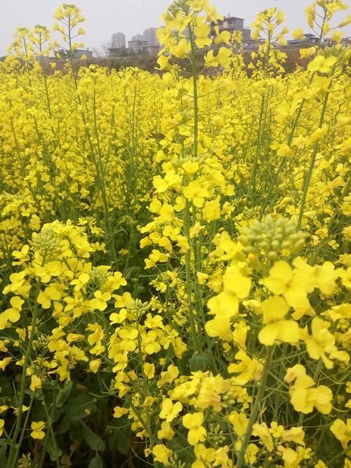  江西省景德镇市珠山区疫情最新消疫情况:江西省景德镇市珠山区天气预报