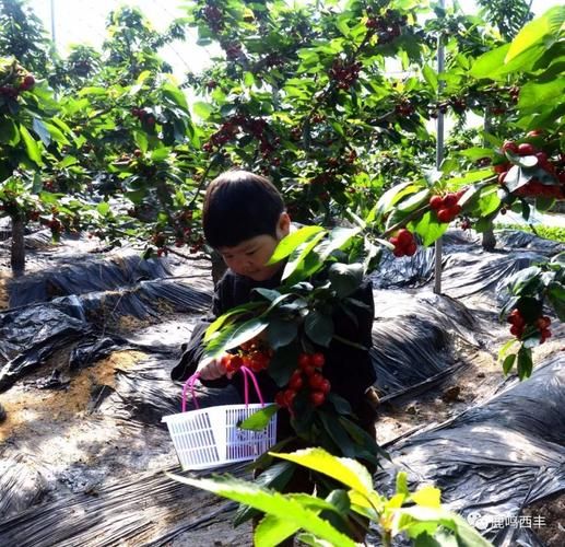 【辽宁省铁岭市西丰县今冬最新消息疫情_辽宁省铁岭市西丰县丁三为什么进监狱】