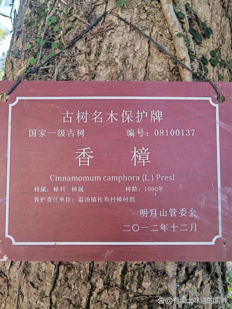 江西宜春樟树首例本土确诊来源公布:江西宜春樟树南桥社区动物防疫部门